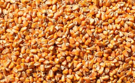 Jakie innowacje w nasiennictwie wpływają na jakość kukurydzy FAO 230?