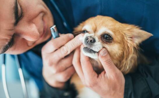 Jakie znaczenie ma profesjonalna pielęgnacja uszu u zwierząt domowych?