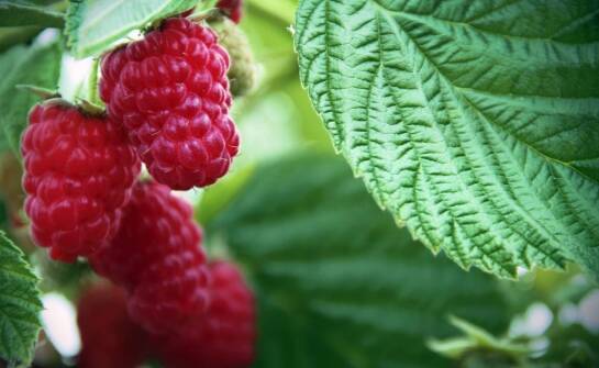 Wpływ malin liofilizowanych na zdrowie skóry i włosów