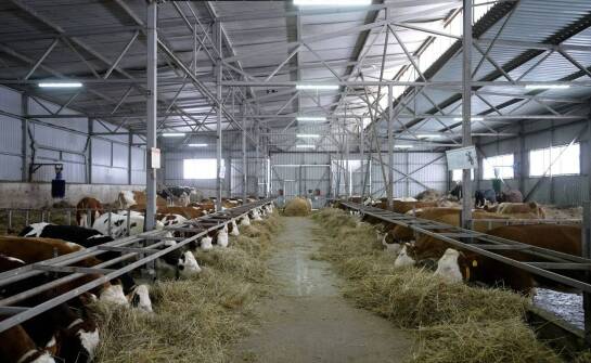 Jakie są najważniejsze aspekty użytkowania hal namiotowych w hodowli bydła?