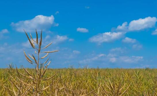 Korn Kali w kontekście zmieniających się warunków klimatycznych