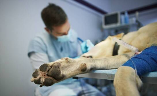 Jakie znaczenie ma stomatologia weterynaryjna dla zdrowia zwierząt?
