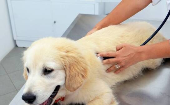 Rola testów alergicznych w diagnozowaniu schorzeń skórnych u zwierząt