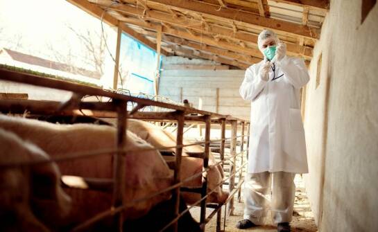 Produkty weterynaryjne kerbl polska – jak dbać o zdrowie zwierząt hodowlanych?