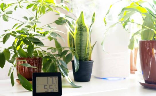 Porównanie sklepów internetowych oferujących sansewierię - co warto wiedzieć?