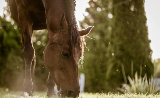 Kluczowe znaczenie suplementów diety dla zdrowia koni