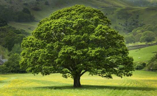 Drzewa liściaste a ochrona środowiska – jakie gatunki wybrać?