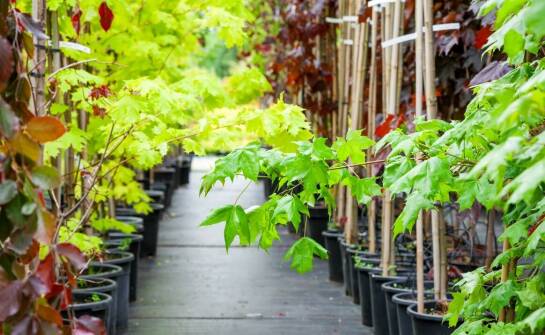 Jakie drzewa liściaste z oferty szkółki najlepiej znoszą zmieniające się warunki klimatyczne?