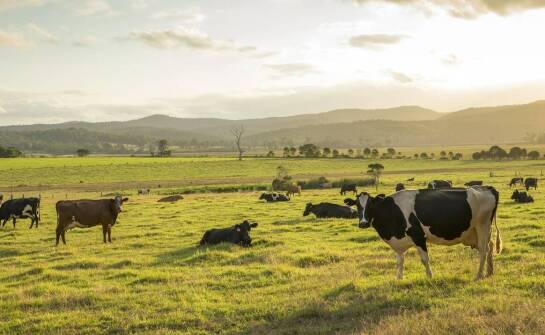 Bolusy dla krów: Skuteczna profilaktyka i wsparcie w sytuacjach kryzysowych