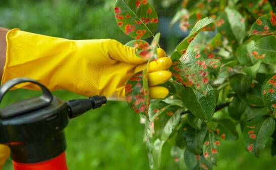 Najczęstsze problemy iglaków i jak je rozwiązać za pomocą oprysków