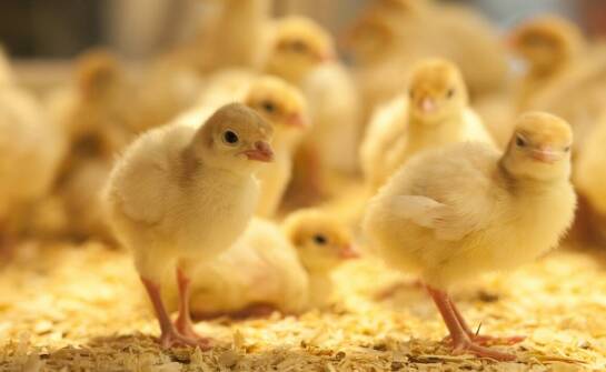 Jak producent pasz dla kur wykorzystuje innowacje technologiczne w swojej ofercie?