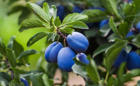 Wpływ jakości gleby na zdrowie i plonowanie krzewów owocowych