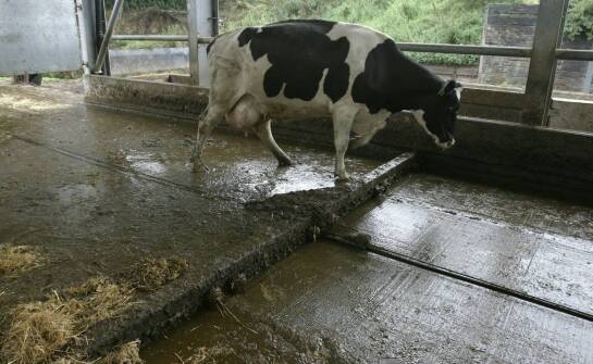 Jakie są najnowsze trendy w projektowaniu płyt obornikowych?