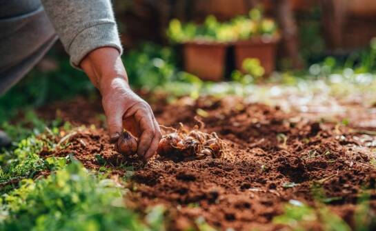 Ziemia ogrodnicza – rodzaje, zastosowanie i możliwości sprzedaży