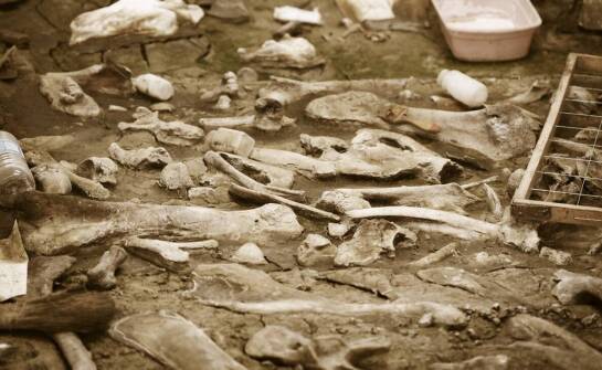 Odbiór karkasów – zasady, procesy i najważniejsze informacje branżowe