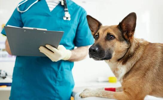 Zawód lekarza weterynarii – na czym polega praca i jakie są jej wyzwania