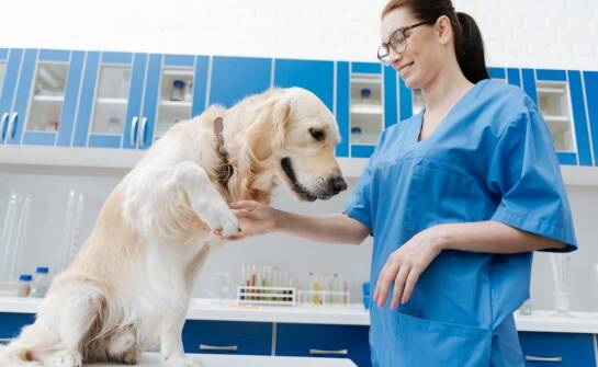 Opieka nad zwierzętami – zakres usług i rola weterynarza w codzienności