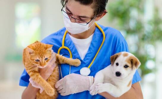 Praca behawiorysty zwierzęcego – na czym polega wsparcie dla zwierząt