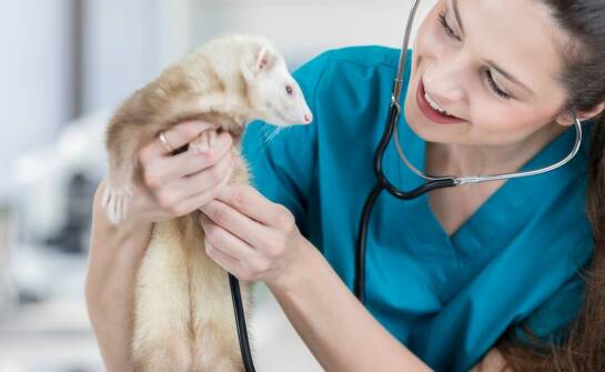 Dermatologia zwierząt – najważniejsze informacje o zdrowiu skóry pupila