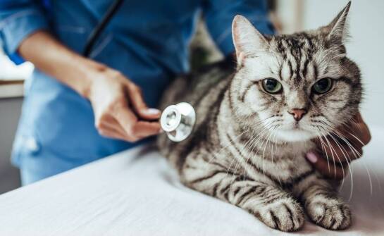 Dermatologia kotów – najczęstsze schorzenia skóry u kotów i ich leczenie