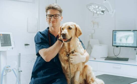 Dermatologia psów – najczęstsze schorzenia skóry i metody leczenia