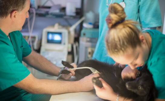 Hematologia weterynaryjna – kiedy zwierzę potrzebuje specjalistycznej opieki