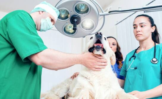 Specjalizacja okulistyki weterynaryjnej – na czym polega opieka nad zwierzęcym wzrokiem