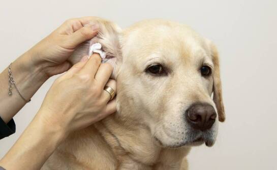 Najczęstsze schorzenia uszu u zwierząt oraz metody ich leczenia