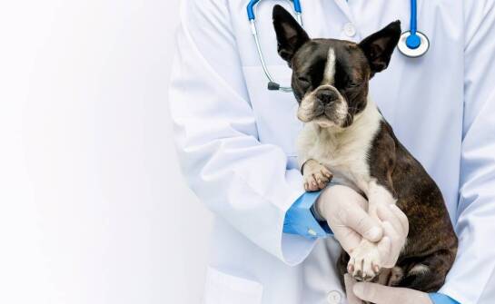 Onkologia weterynaryjna u psów – najważniejsze informacje i wsparcie