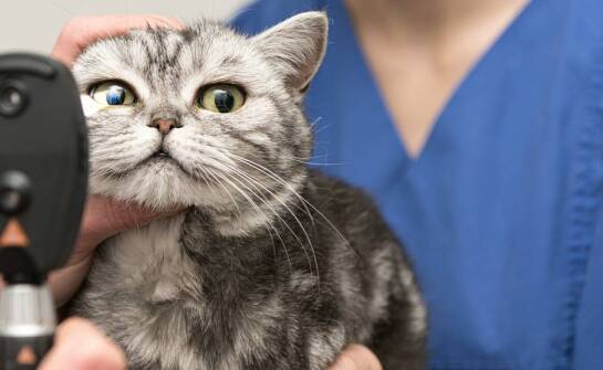 Opieka onkologiczna dla kotów – najważniejsze informacje i etapy leczenia