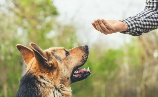 Behawiorystyka psów – kluczowe zagadnienia i skuteczne metody pracy
