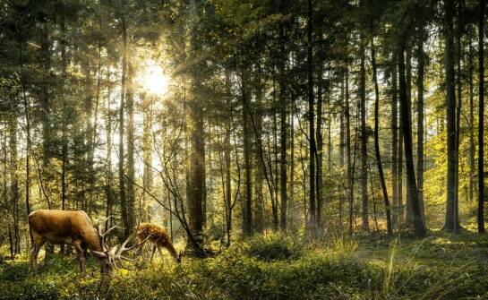 Dziczyzna – tradycja i smaki kuchni inspirowanej naturą