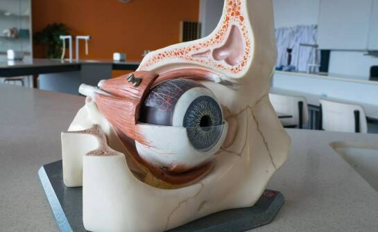 Jak kręgi szyjne mogą być tematem interaktywnych lekcji biologii?