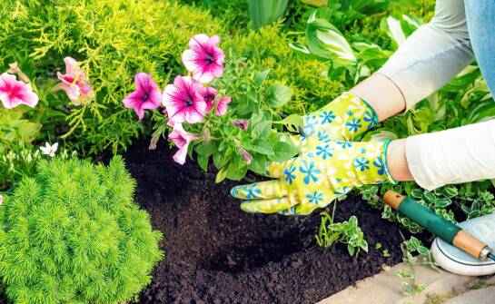 Ekologiczne podejście do zakładania ogrodów we Wrocławiu