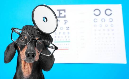 Najważniejsze informacje o zdrowiu oczu zwierząt i opiece okulistycznej