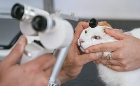 Okulistyka zwierzęca – najważniejsze informacje o zdrowiu oczu pupila