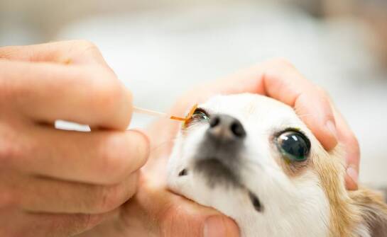 Najważniejsze informacje o okulistyce weterynaryjnej — kiedy zgłosić się po pomoc