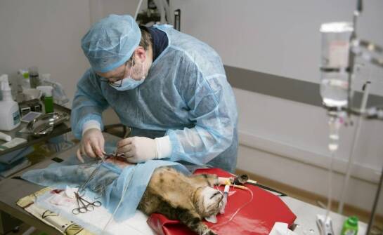 Okulistyka weterynaryjna – na czym polega opieka nad zwierzęcym wzrokiem