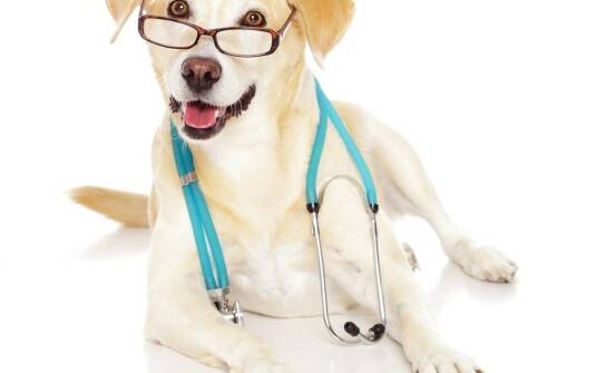 Okulistyka weterynaryjna – najczęstsze problemy ze wzrokiem u zwierząt