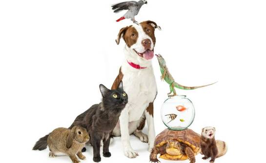 Na czym polega praca behawiorysty zwierząt i kiedy warto z niej skorzystać?