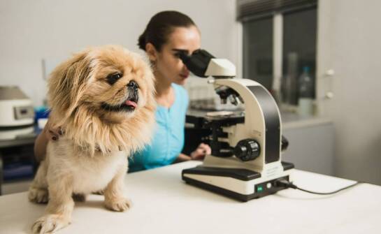 Okulistyka zwierząt – najczęstsze schorzenia oczu i sposoby leczenia
