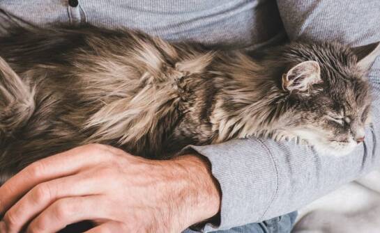 Na czym polega praca behawiorysty zwierzęcego i kiedy warto z niej skorzystać