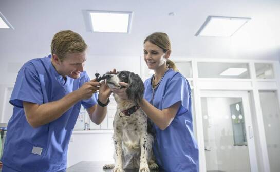 Najważniejsze informacje o usługach weterynaryjnych – na co zwrócić uwagę