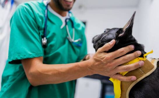 Jak wybrać najlepszego weterynarza? Najważniejsze kryteria i porady