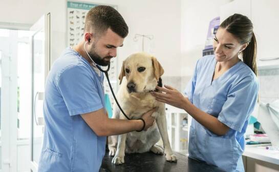 Najważniejsze informacje o usługach weterynaryjnych – co warto wiedzieć?