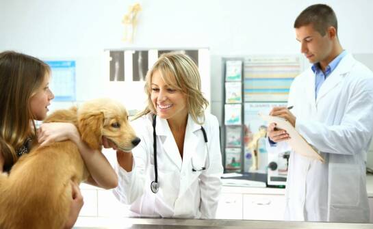 Jak wybrać odpowiednią opiekę weterynaryjną dla zwierząt domowych?