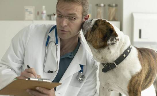 Czym zajmuje się onkolog weterynaryjny i kiedy warto skorzystać z pomocy?