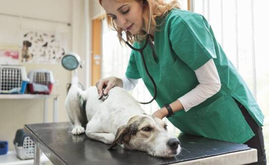 Opieka onkologiczna dla psów – najważniejsze informacje i porady