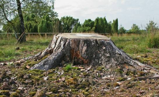 Agrest na pniu – uprawa, pielęgnacja i najważniejsze zalety tej formy