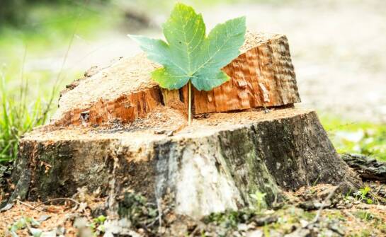 Agrest na pniu – jak uprawiać i pielęgnować krzewy w ogrodzie